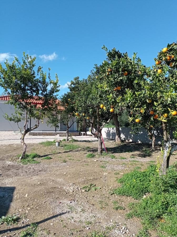فيلا Avocado House فينيكونتا المظهر الخارجي الصورة