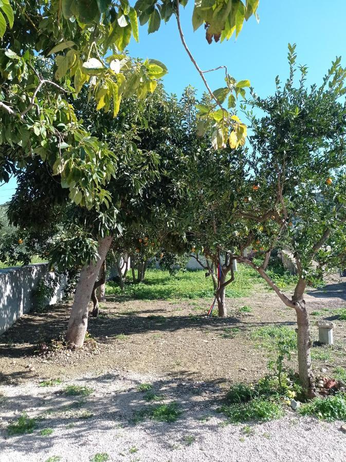 فيلا Avocado House فينيكونتا المظهر الخارجي الصورة