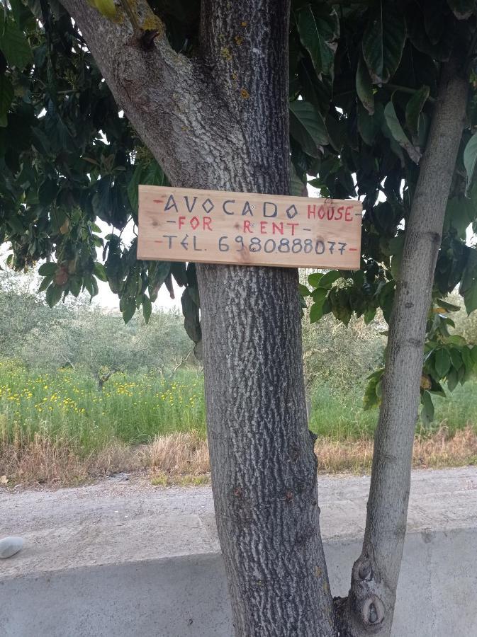 فيلا Avocado House فينيكونتا المظهر الخارجي الصورة